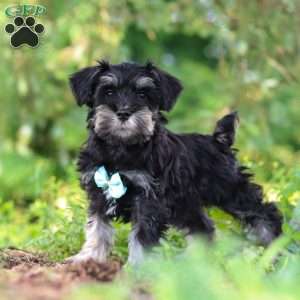 Hunter, Miniature Schnauzer Puppy
